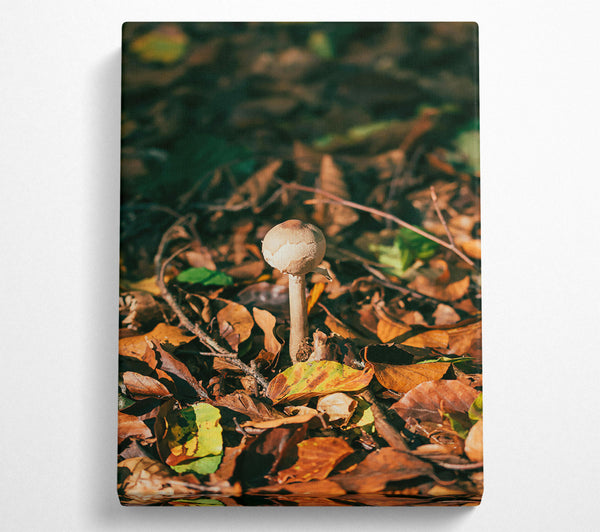  A Canvas Print of Brown Mushroom Dreams Canvas Print