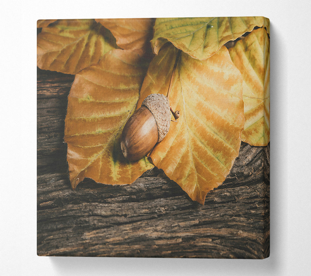  A Canvas Print of Golden Acorn Autumn Canvas Art