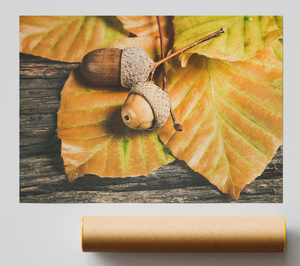 Golden Acorn Trio Print