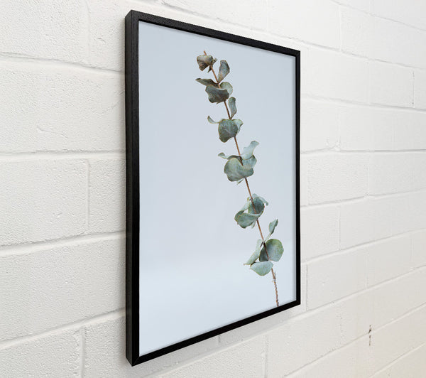 Silver Eucalyptus Branch