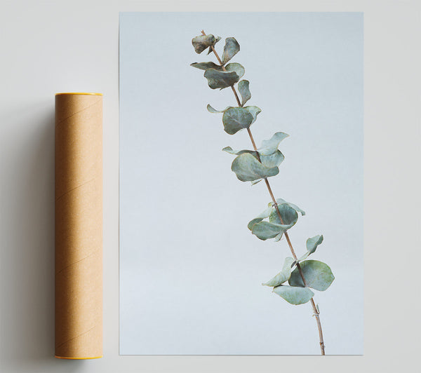 Silver Eucalyptus Branch Poster
