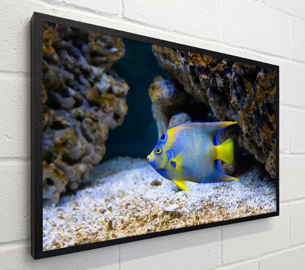 Blue Reef Fish