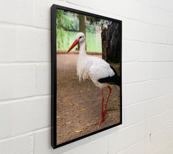 White Stork'S Red Legs