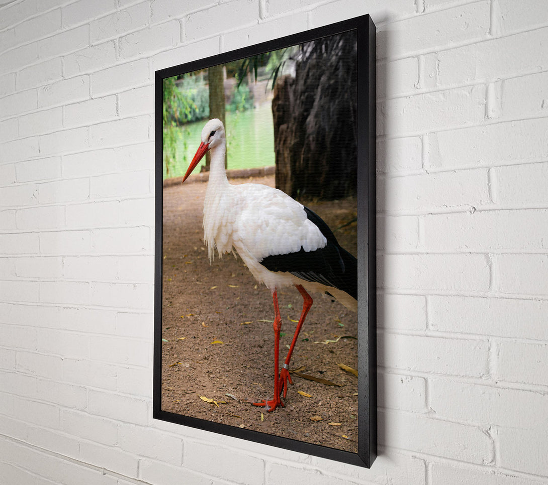  A Canvas Print of White Stork'S Red Legs Canvas Wall Art