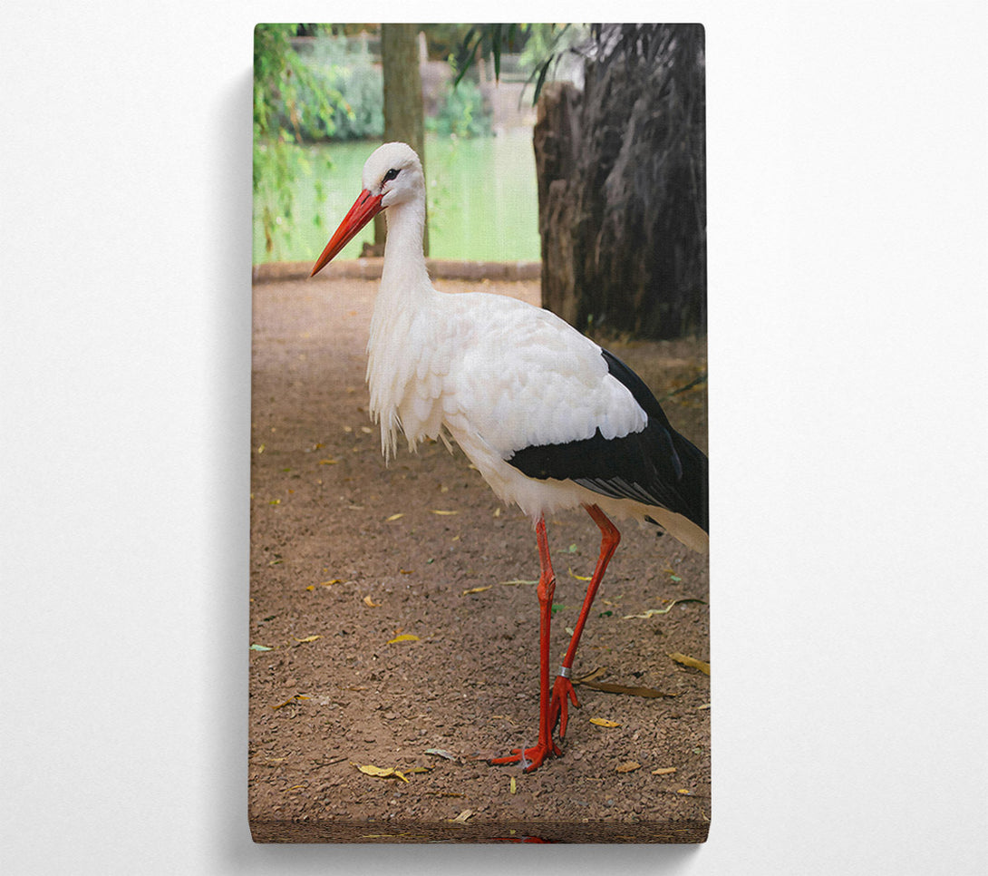  A Canvas Print of White Stork'S Red Legs Canvas Wall Art