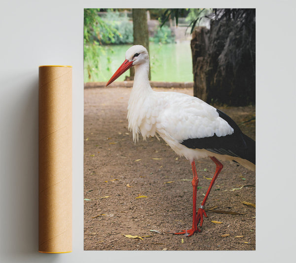White Stork'S Red Legs Giclee Print