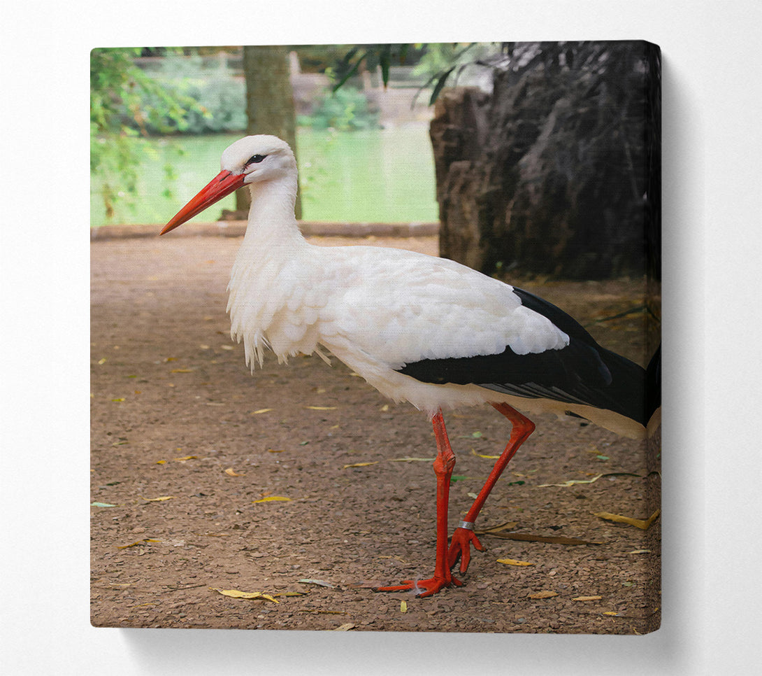  A Canvas Print of White Stork'S Red Legs Canvas Wall Art