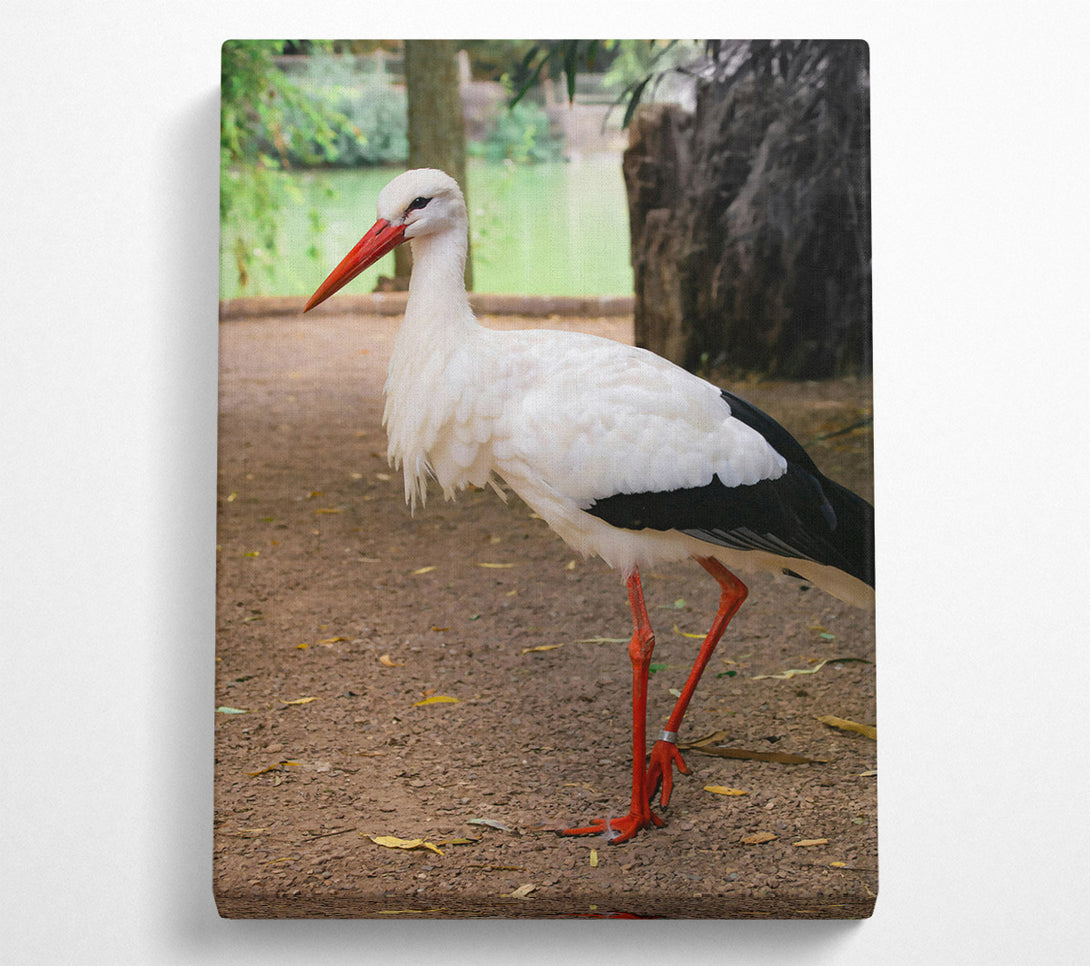  A Canvas Print of White Stork'S Red Legs Canvas Wall Art