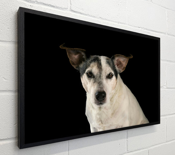 White Dog'S Stare