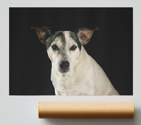 White Dog'S Stare Print