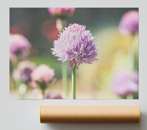 Purple Bloom In Light Poster