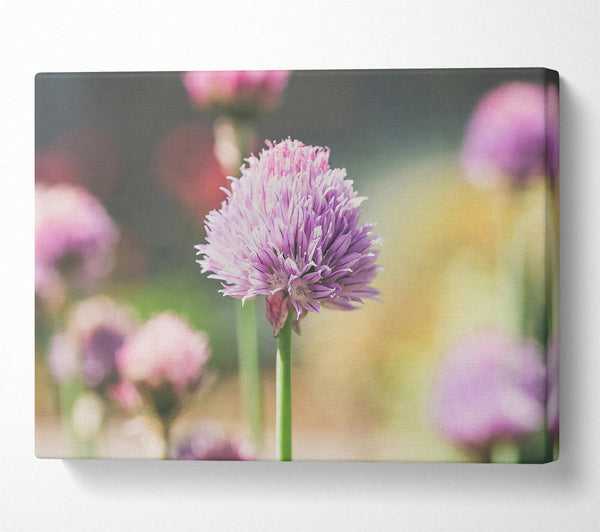 Purple Bloom In Light