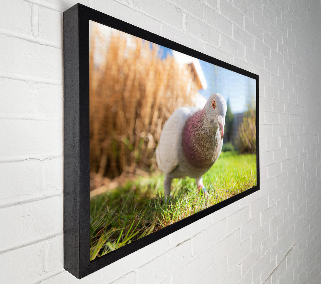  A Canvas Print of Gray Dove In The Green Canvas Wall Art