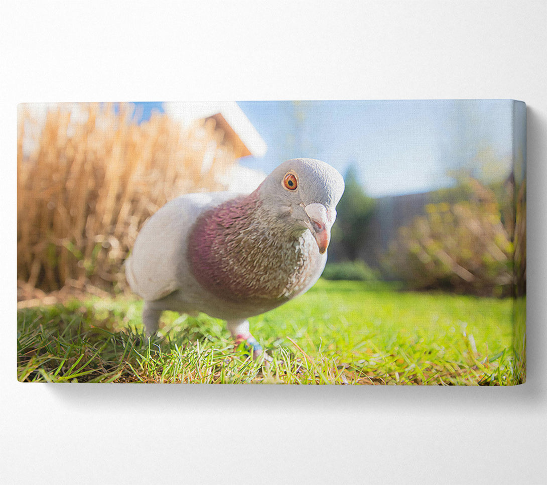  A Canvas Print of Gray Dove In The Green Canvas Wall Art