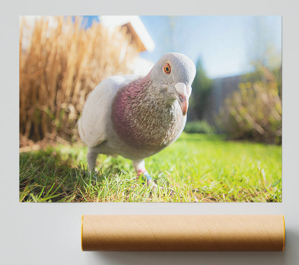 Gray Dove In The Green Giclee Print