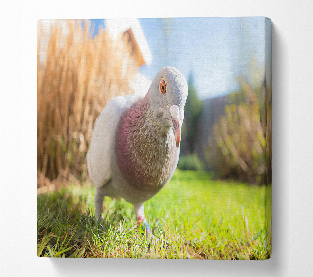  A Canvas Print of Gray Dove In The Green Canvas Wall Art
