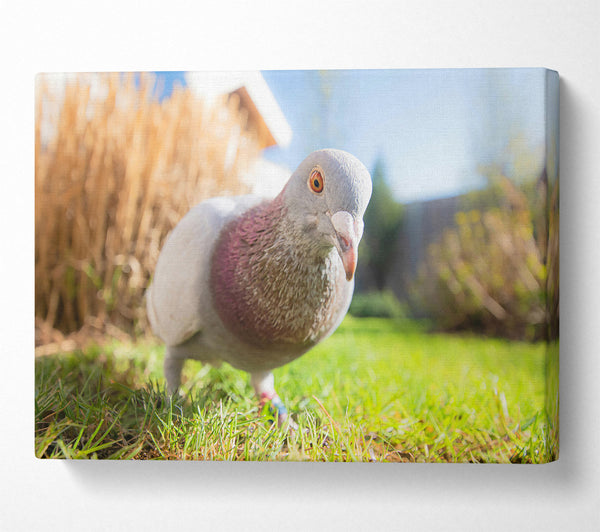  A Canvas Print of Gray Dove In The Green Canvas Wall Art