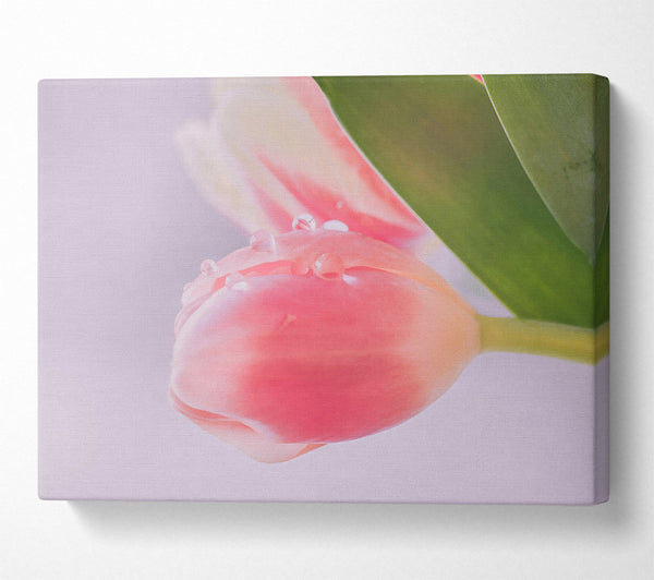  A Canvas Print of Pink Petal Dewdrops Canvas Art