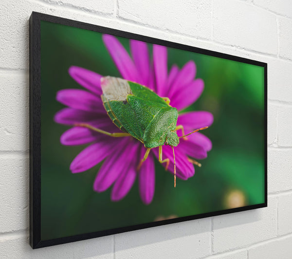 Green On Magenta Bloom