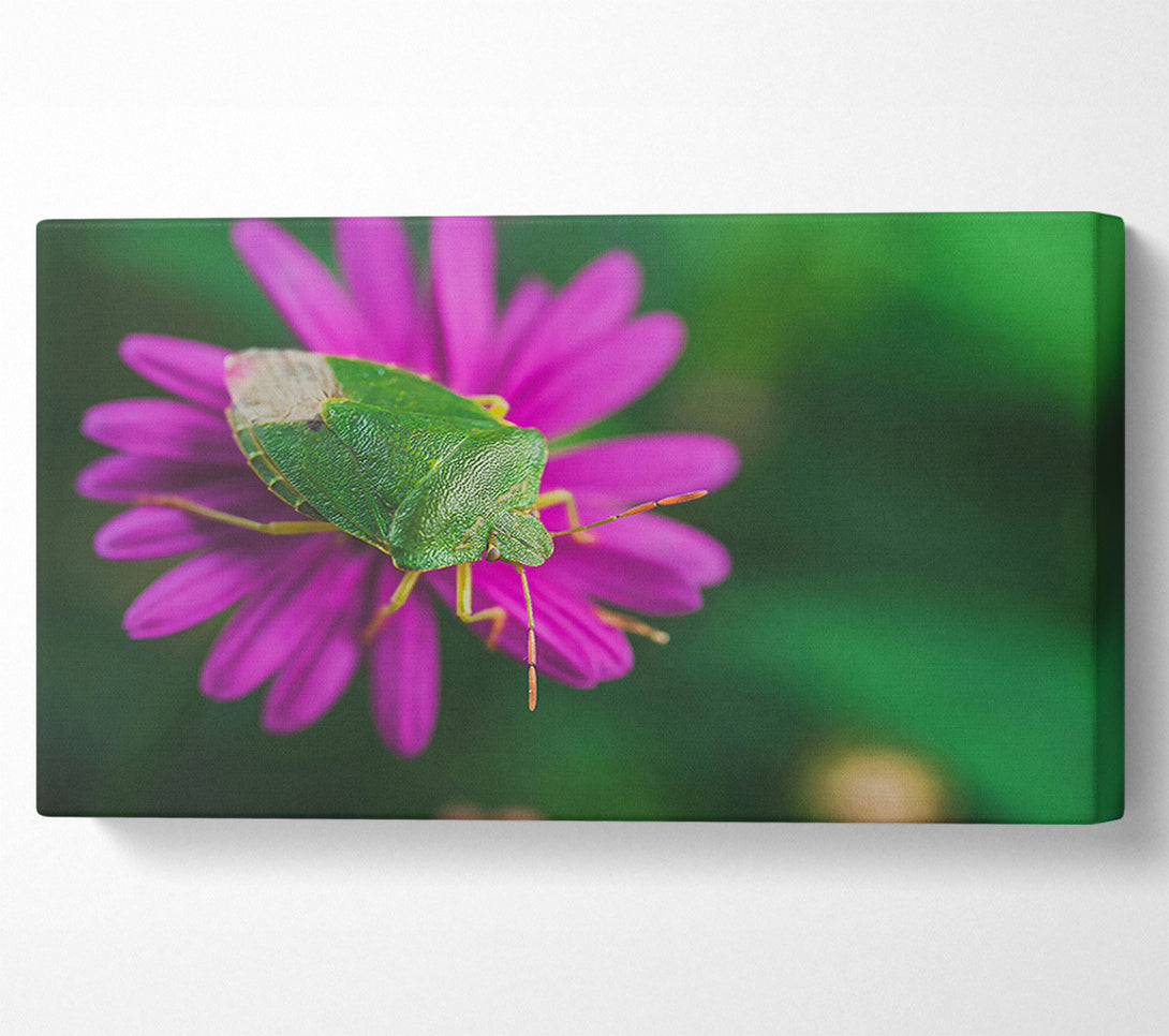  A Canvas Print of Green On Magenta Bloom Canvas Print