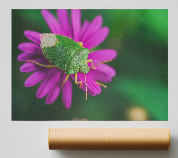 Green On Magenta Bloom Print