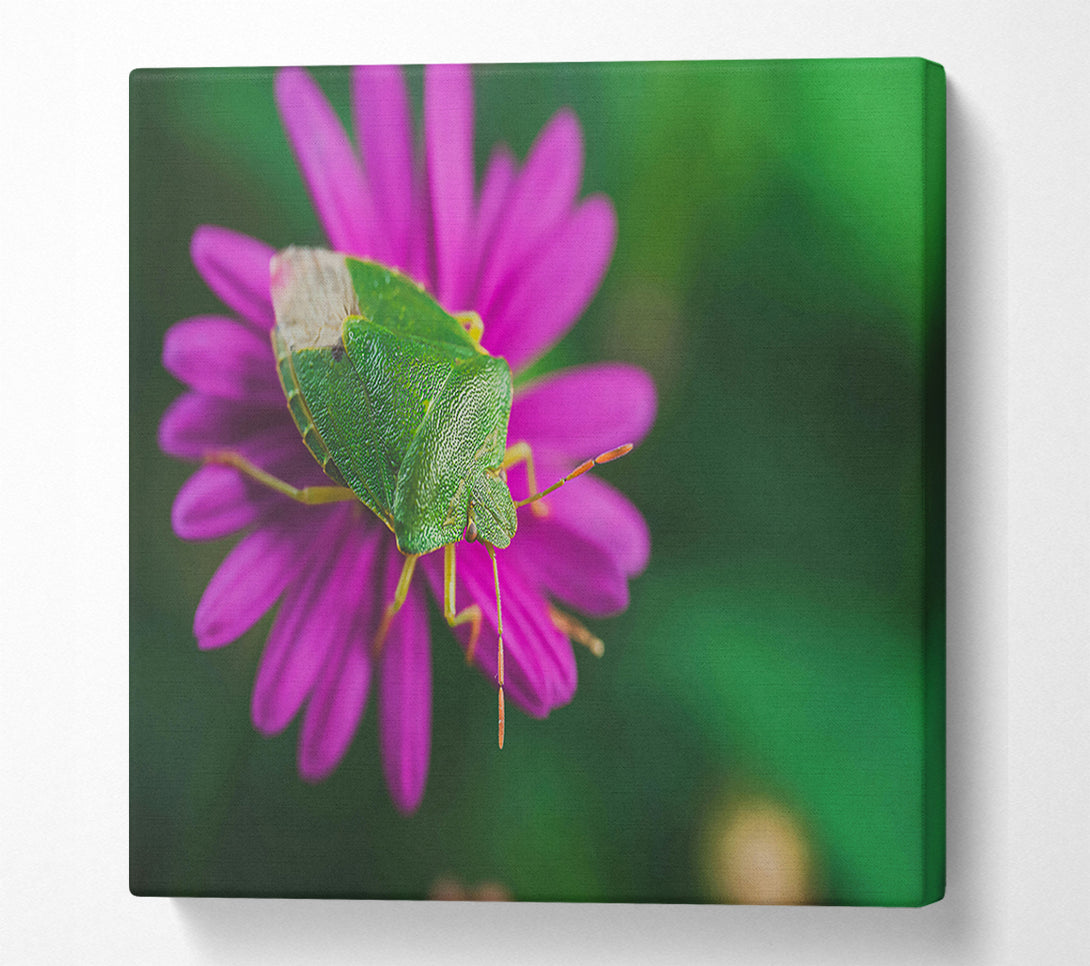  A Canvas Print of Green On Magenta Bloom Canvas Print