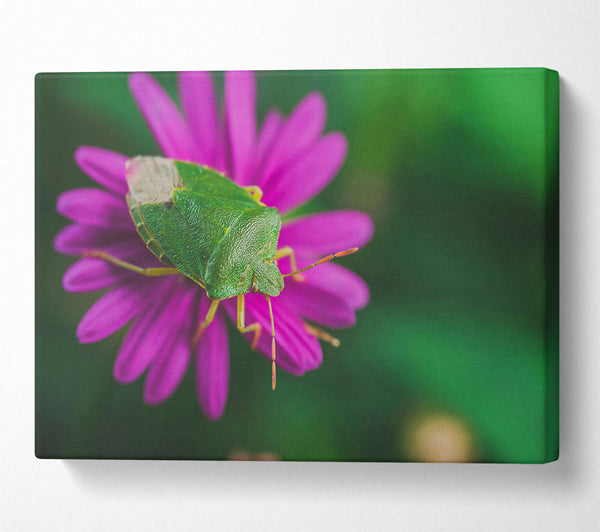  A Canvas Print of Green On Magenta Bloom Canvas Print