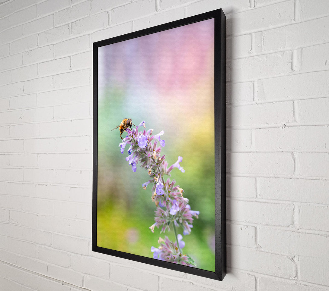  A Canvas Print of Lavender Bee Buzzing Canvas Print