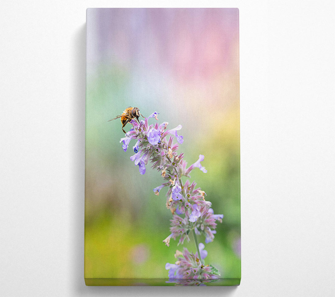  A Canvas Print of Lavender Bee Buzzing Canvas Print