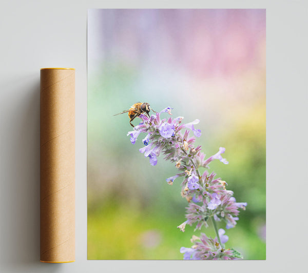 Lavender Bee Buzzing Giclee Print