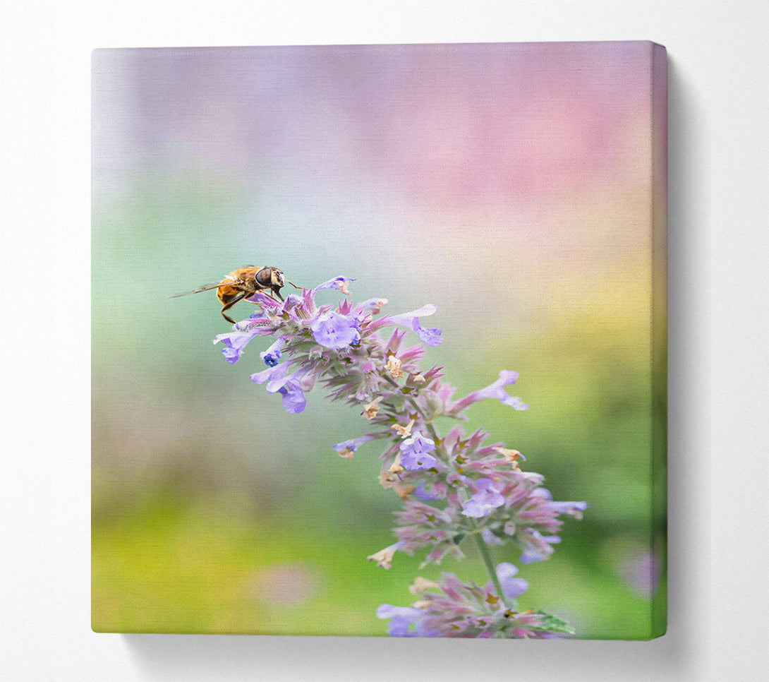  A Canvas Print of Lavender Bee Buzzing Canvas Print