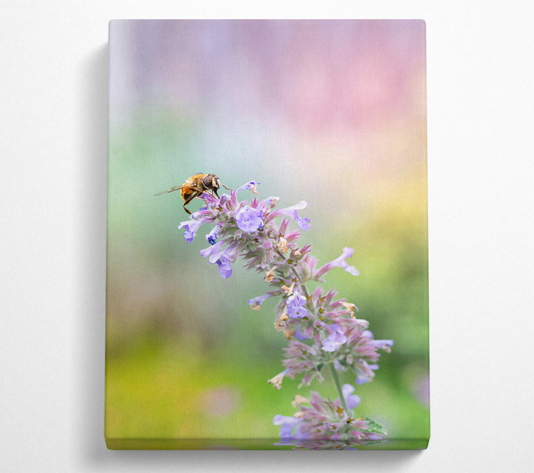  A Canvas Print of Lavender Bee Buzzing Canvas Print
