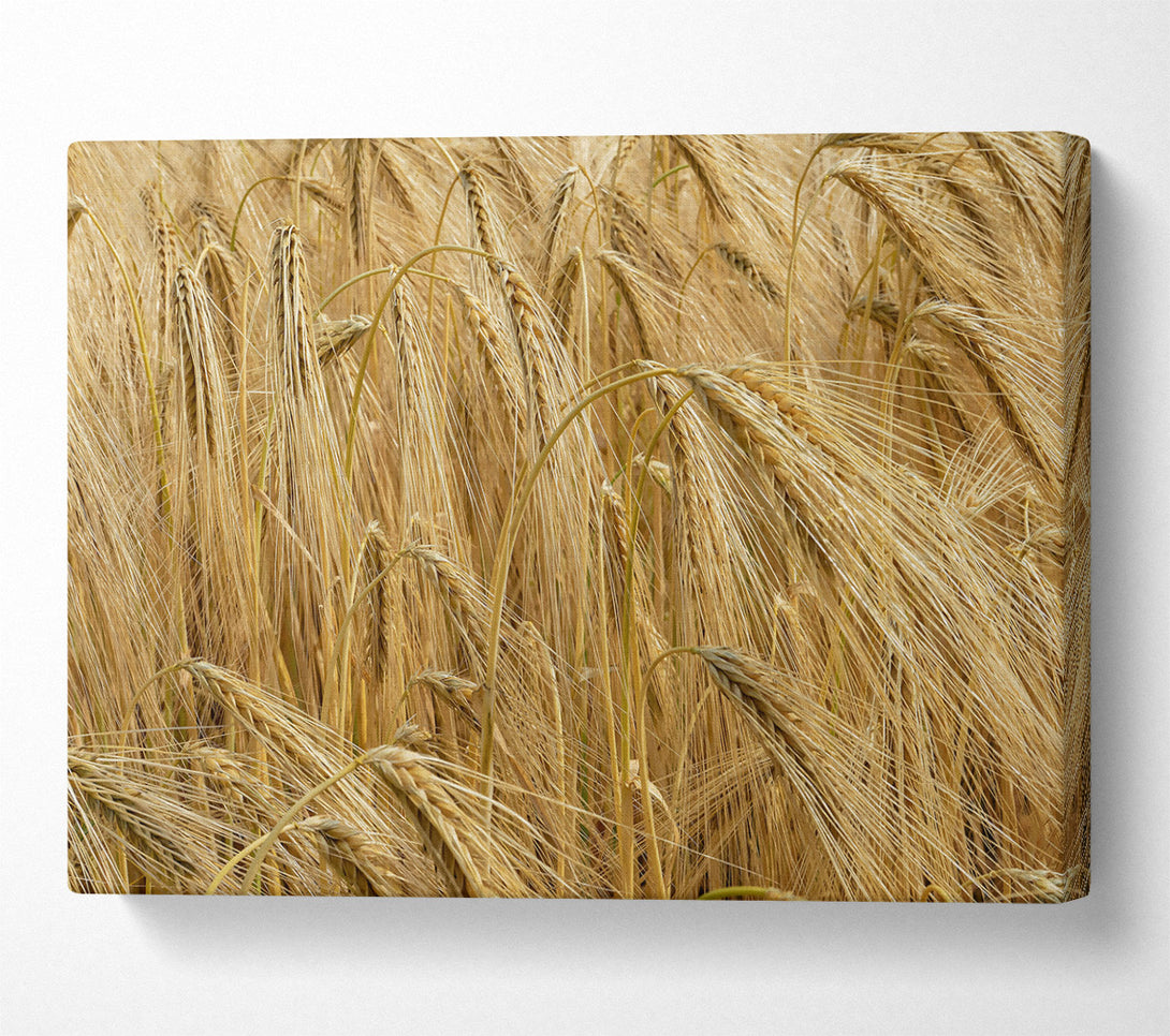  A Canvas Print of Golden Wheat Field Canvas Wall Art