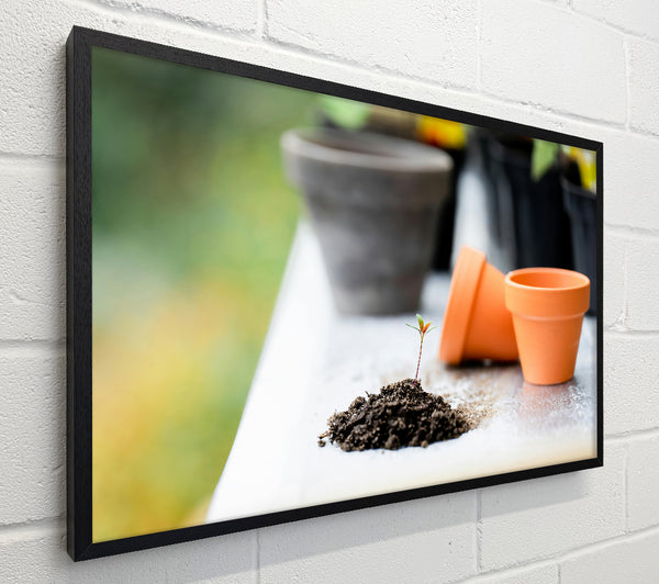 Orange Pot Sprout