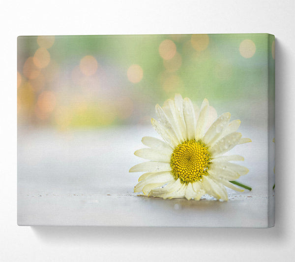  A Canvas Print of White Daisy Dewdrop Canvas Art