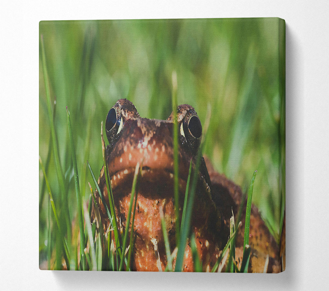  A Canvas Print of Green Eyes, Brown Frog Canvas Art