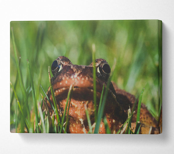  A Canvas Print of Green Eyes, Brown Frog Canvas Art