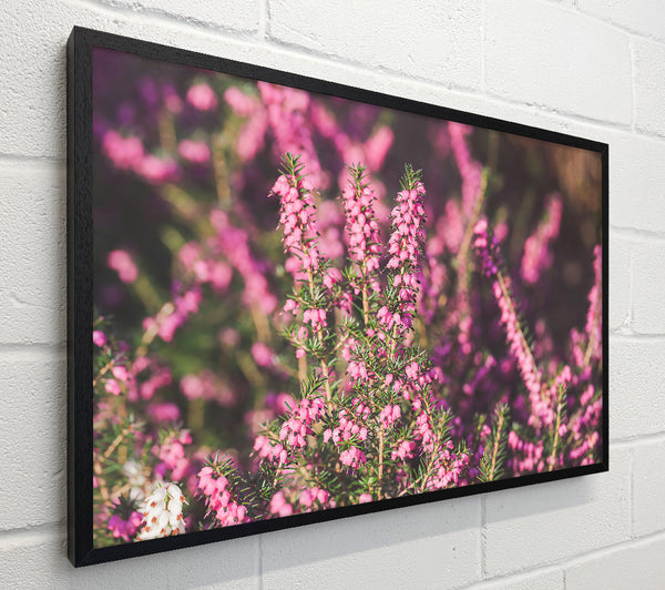 Pink Heather Bloom