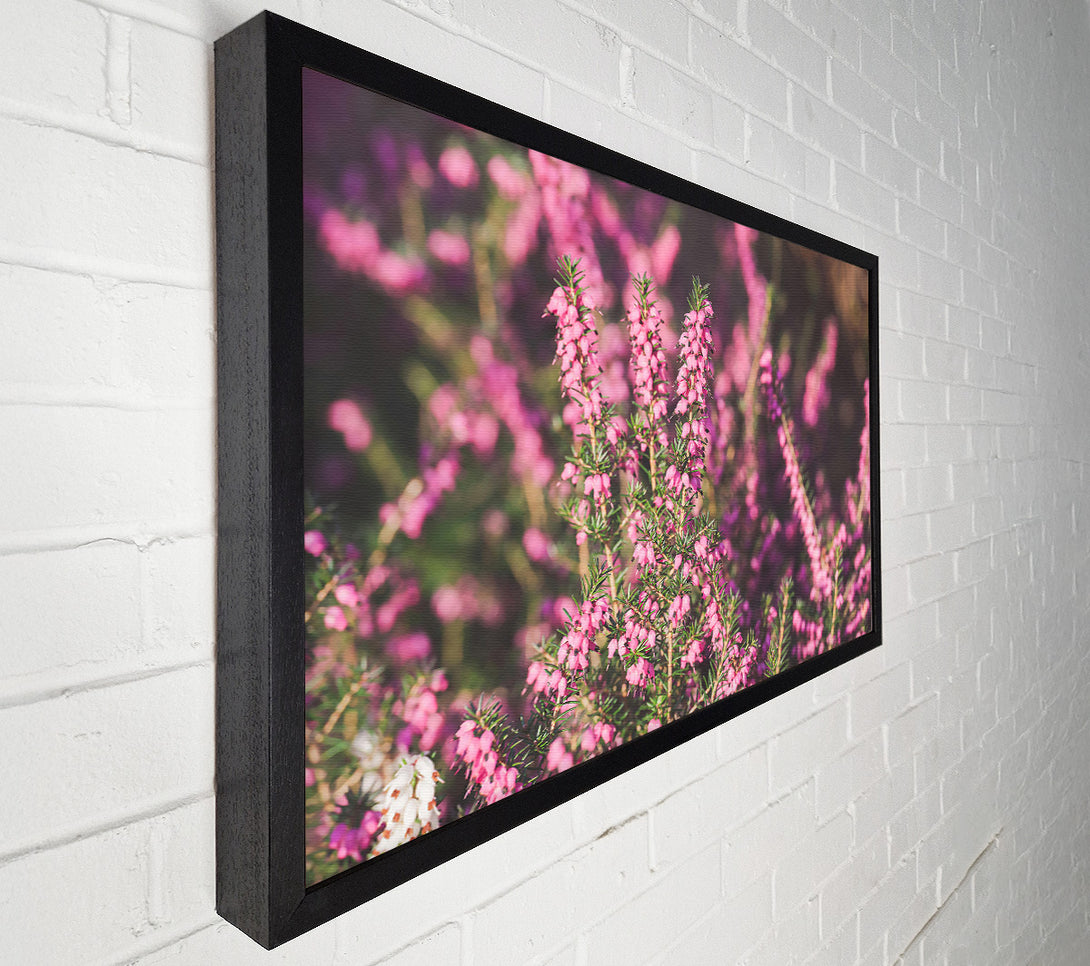  A Canvas Print of Pink Heather Bloom Canvas Print
