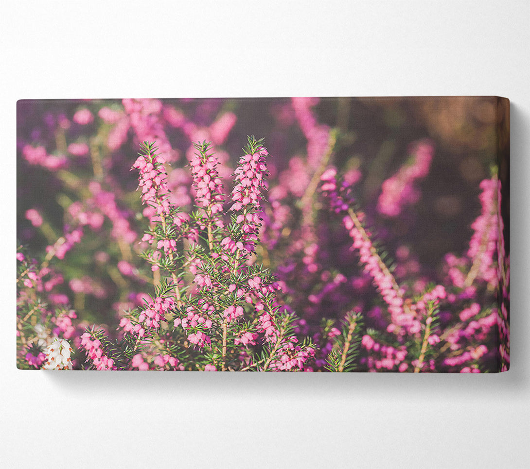  A Canvas Print of Pink Heather Bloom Canvas Print