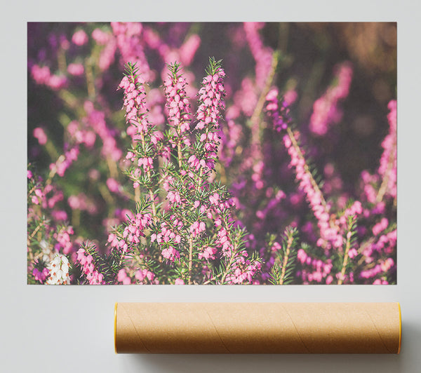 Pink Heather Bloom Poster
