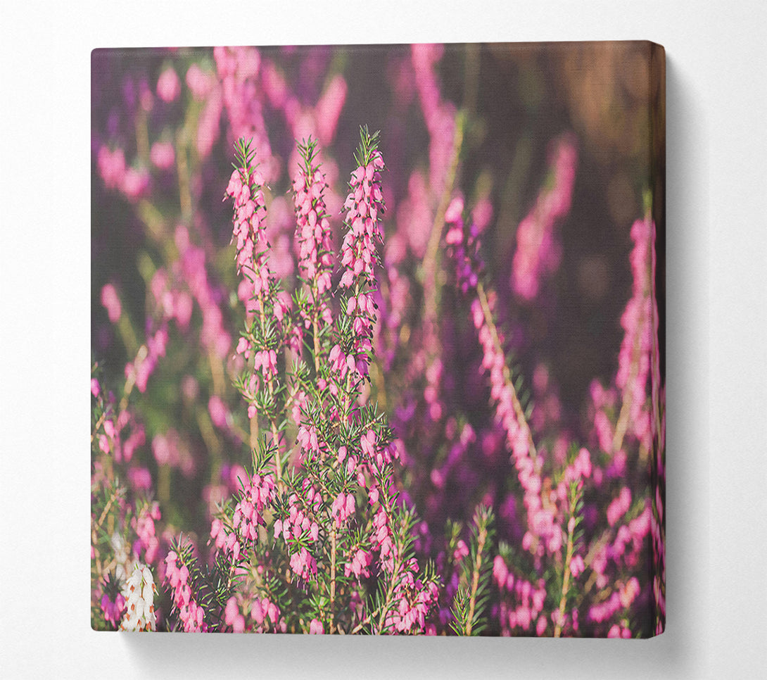  A Canvas Print of Pink Heather Bloom Canvas Print