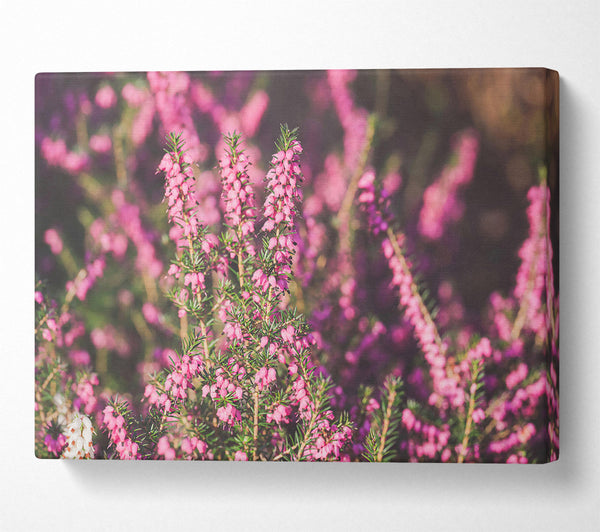  A Canvas Print of Pink Heather Bloom Canvas Print