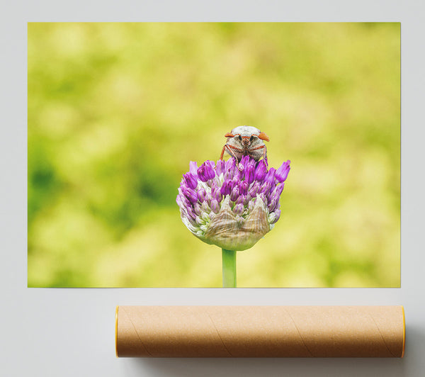 Purple Bloom Beetle Print