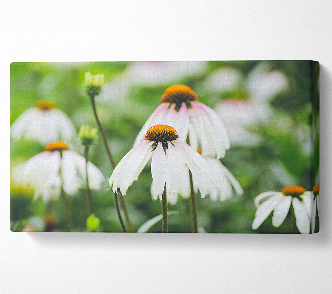  A Canvas Print of White Flowers In Bloom. Canvas Art