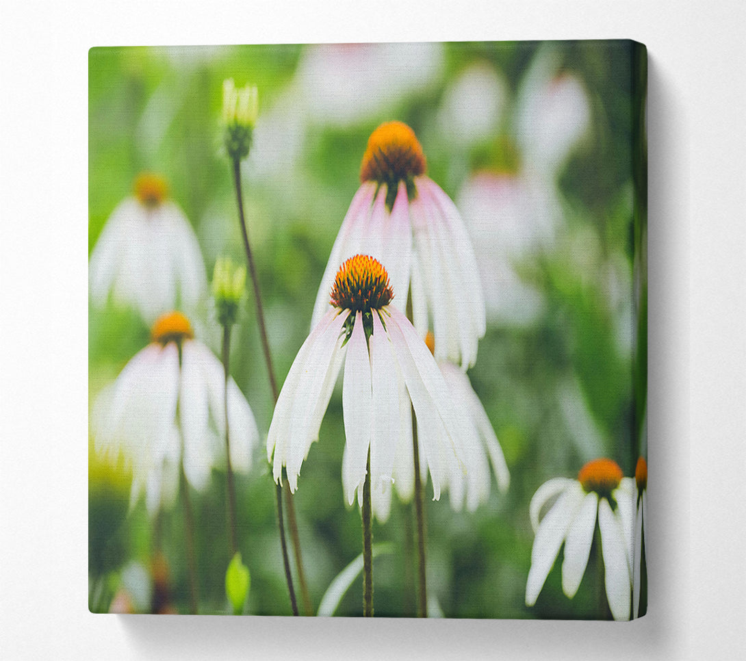  A Canvas Print of White Flowers In Bloom. Canvas Art