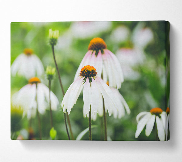  A Canvas Print of White Flowers In Bloom. Canvas Art