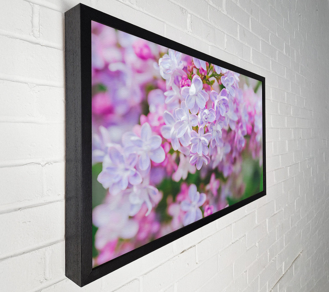  A Canvas Print of Lavender Dream Blossoms Canvas Art