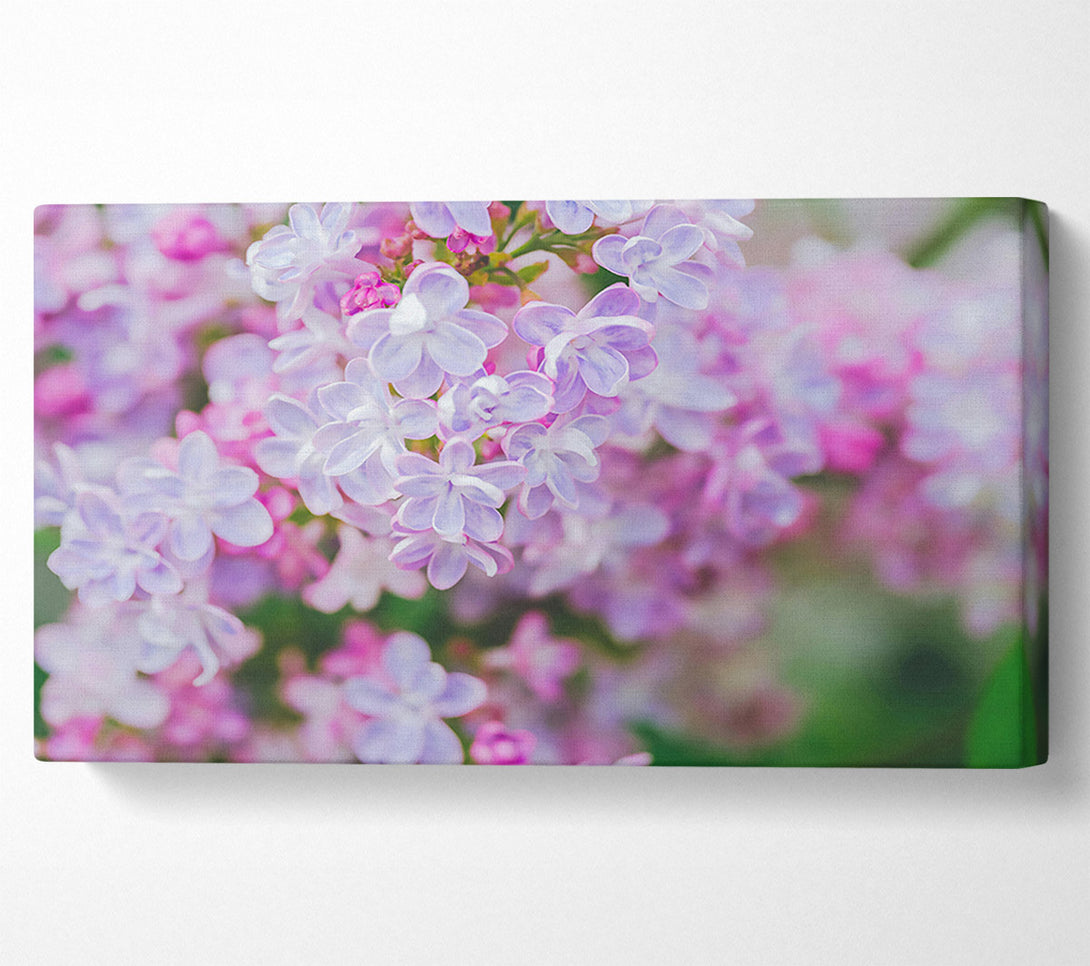  A Canvas Print of Lavender Dream Blossoms Canvas Art