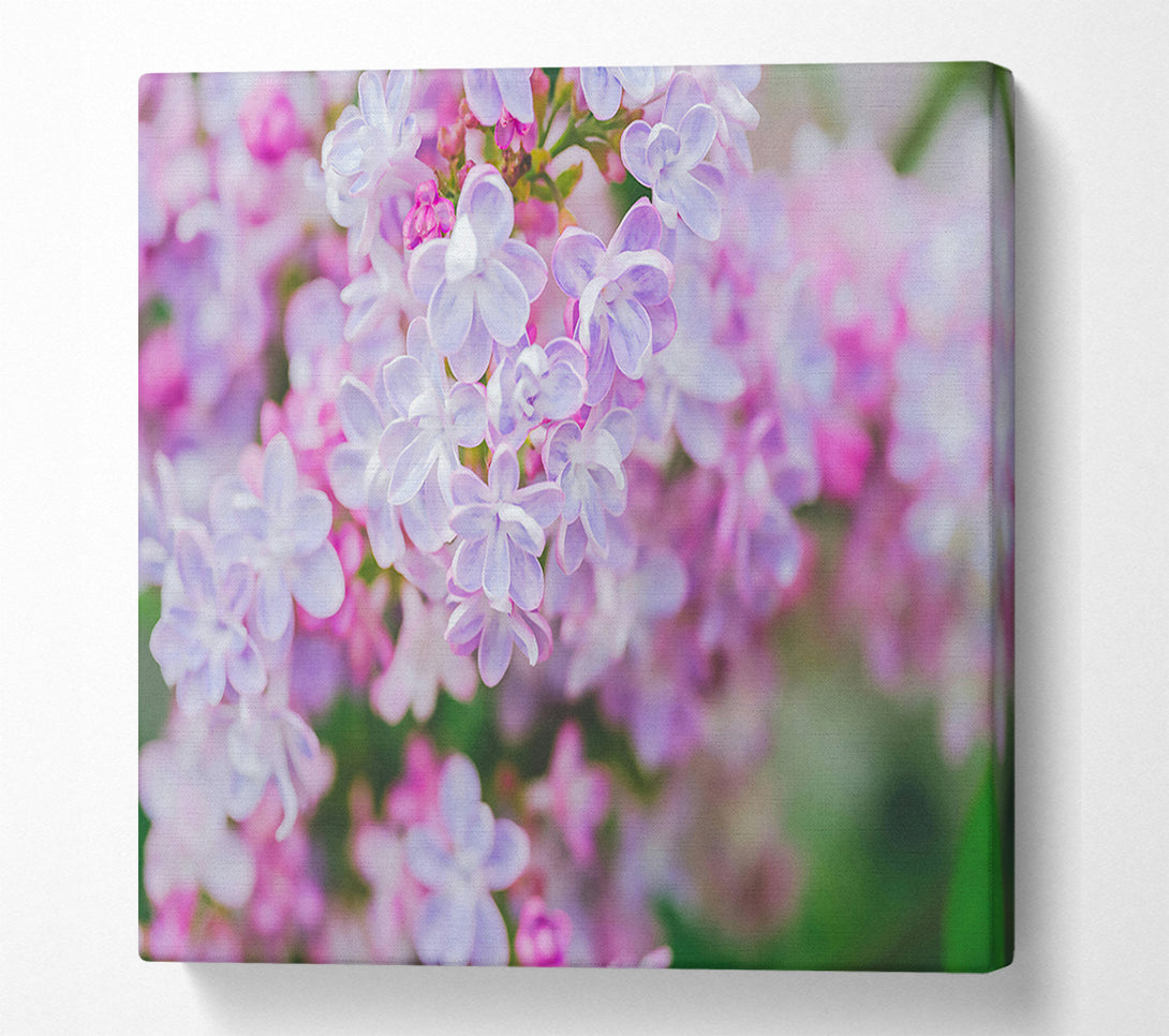  A Canvas Print of Lavender Dream Blossoms Canvas Art